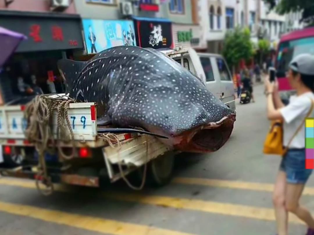 ผู้คนแตกตื่น ! ชาวประมงจีนตระเวนขายฉลามวาฬ ตามห้องครัวโรงแรม