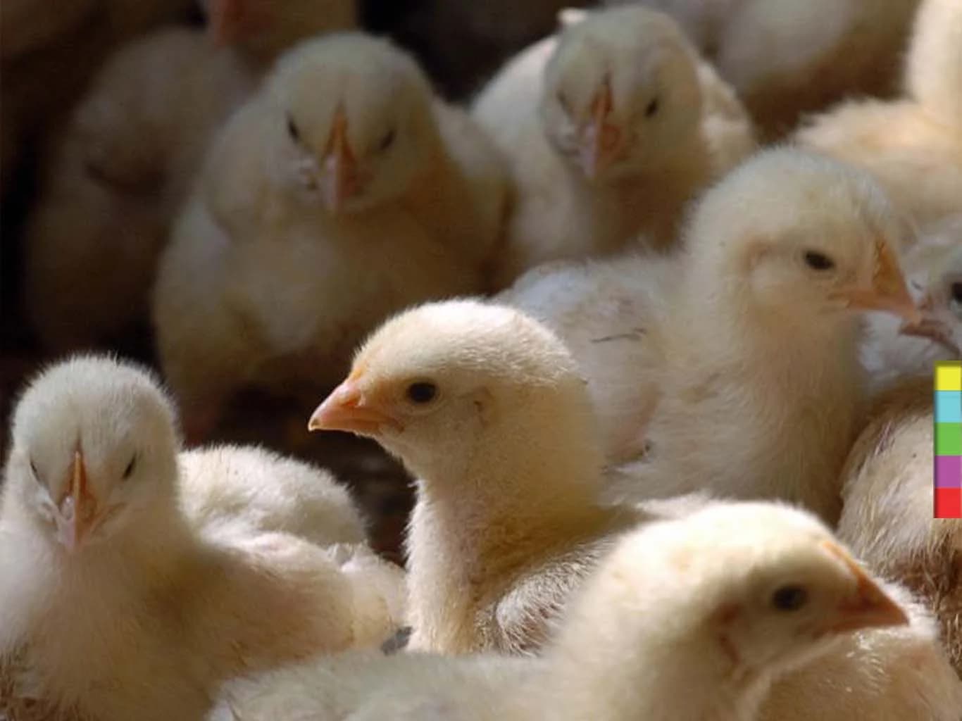 เปลี่ยนปัญหาเป็นธุรกิจ : ไอเดียที่จะทำให้อุตฯ ฟาร์มไก่ ไม่ต้องฆ่าลูกเจี๊ยบปีละ 4 พันล้านตัว