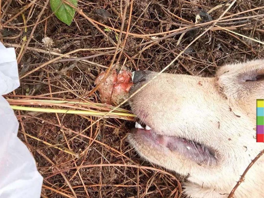 คืบหน้าคนใจร้ายลอบวางยาเบื่อสุนัข สจล.ชุมพร