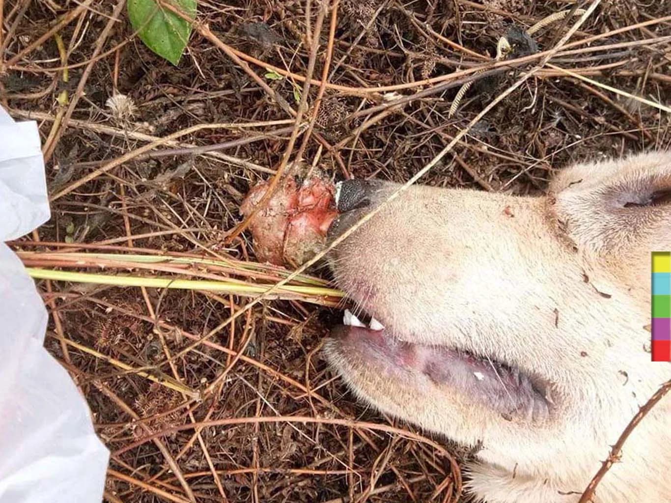 คืบหน้าคนใจร้ายลอบวางยาเบื่อสุนัข สจล.ชุมพร