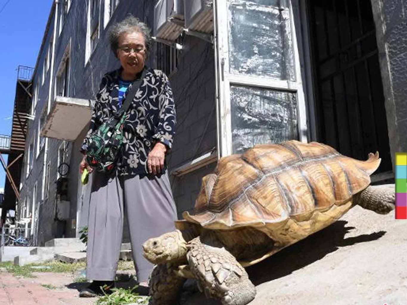 เปิดคลิป ! หญิงสูงวัยพาเต่ายักษ์เดินเล่นทุกเช้า เพื่อนบ้านต่างขนานนาม “ผู้เฒ่าเต่า”