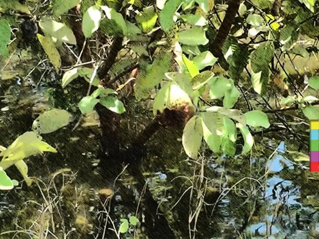 เกษตรกรชาวสวนฝรั่งกิมจู สุดช้ำ ! น้ำท่วมขัง ผลผลิตเน่า หวั่นต้นฝรั่งตาย
