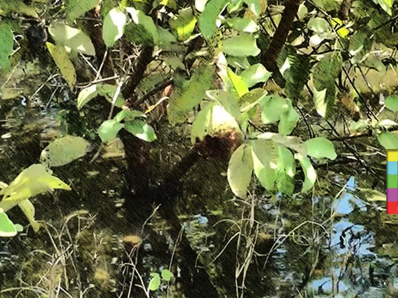 เกษตรกรชาวสวนฝรั่งกิมจู สุดช้ำ ! น้ำท่วมขัง ผลผลิตเน่า หวั่นต้นฝรั่งตาย