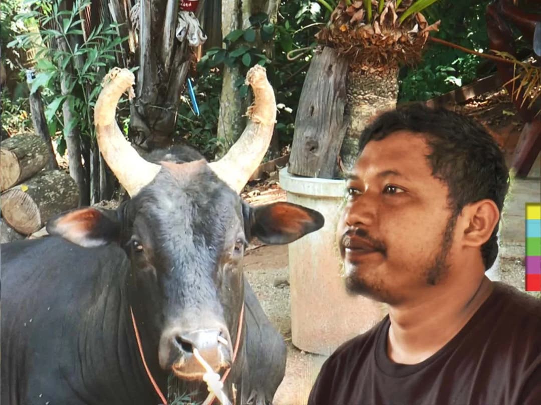 ‘หนุ่มเลี้ยงโคชน’ เผยนาทีรอดปาฏิหาริย์ หลังถูกโคขวิดร่างลอยละลิ่ว