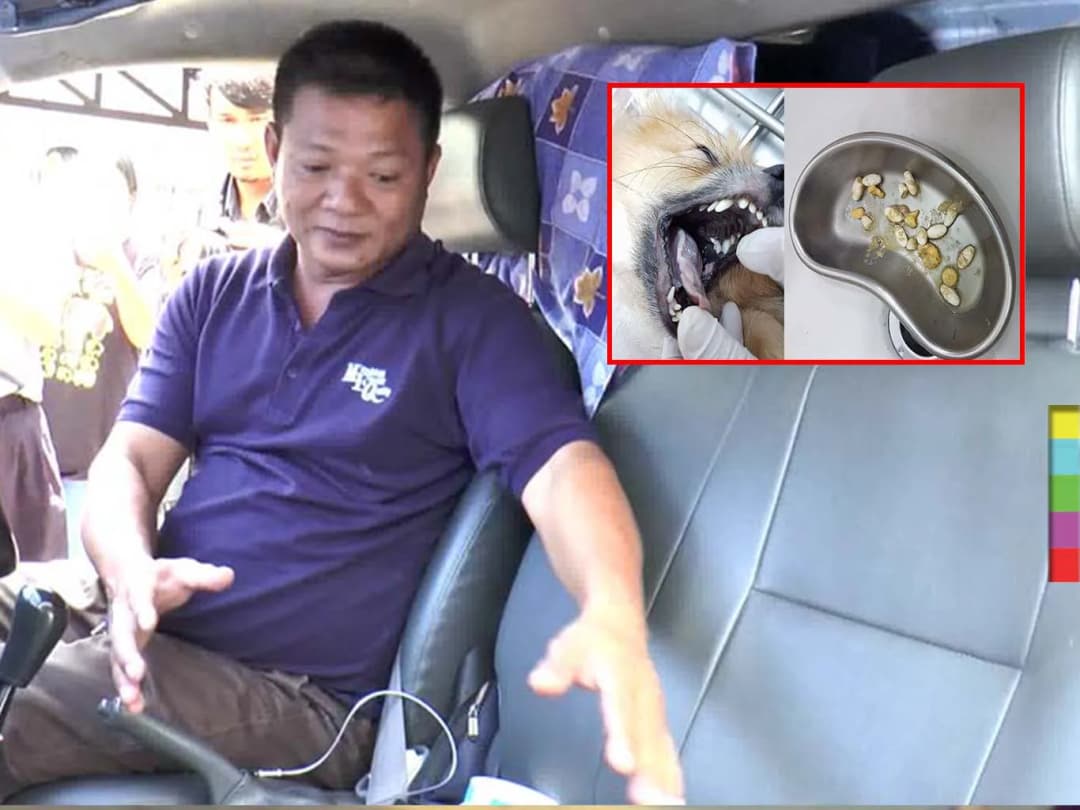 พนักงานขับรถส่งสัตว์ไม่ติดใจเอาความ  ระบุ นศ.แพทย์ อ้างป้อนยาหมาแก้เมารถ