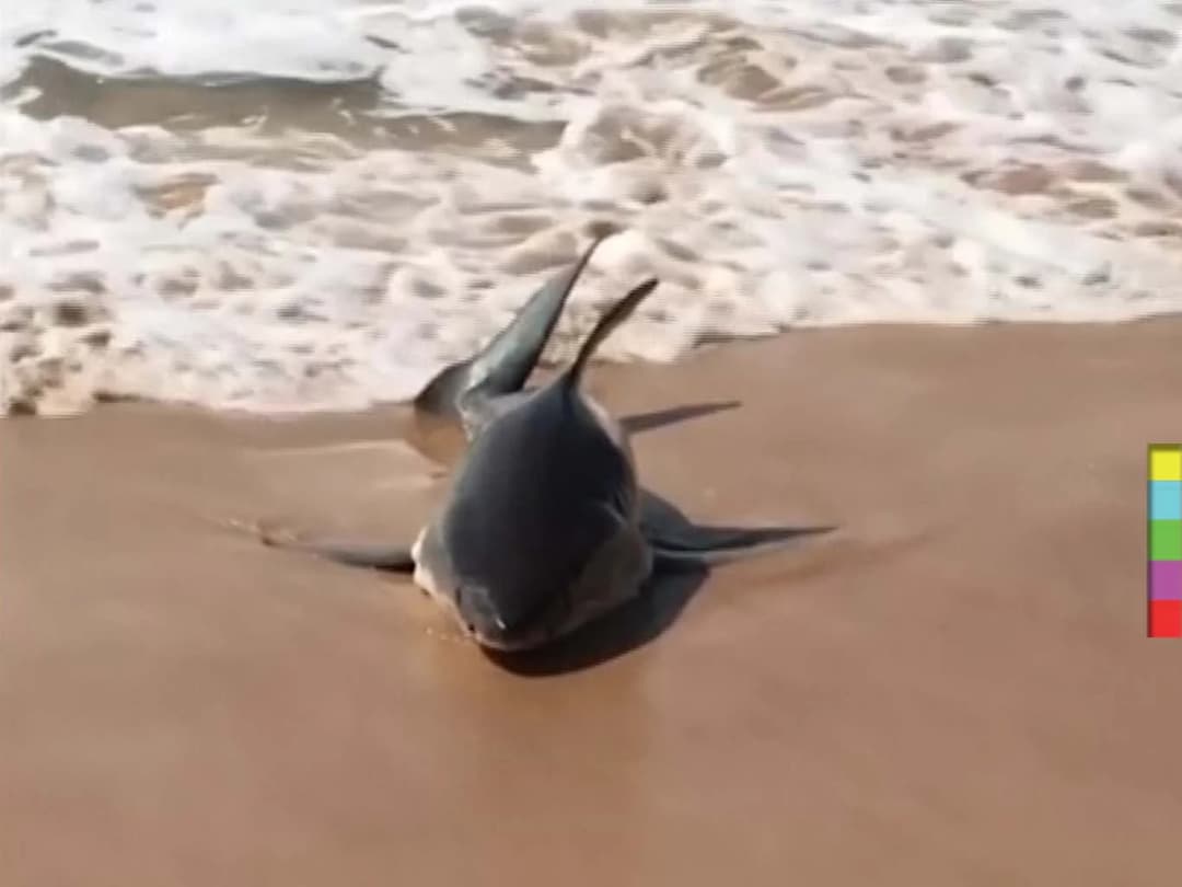 ช่วยลูกฉลามขาวเกยตื้น ชายหาดเมืองดิสนีย์ ออสเตรเลีย