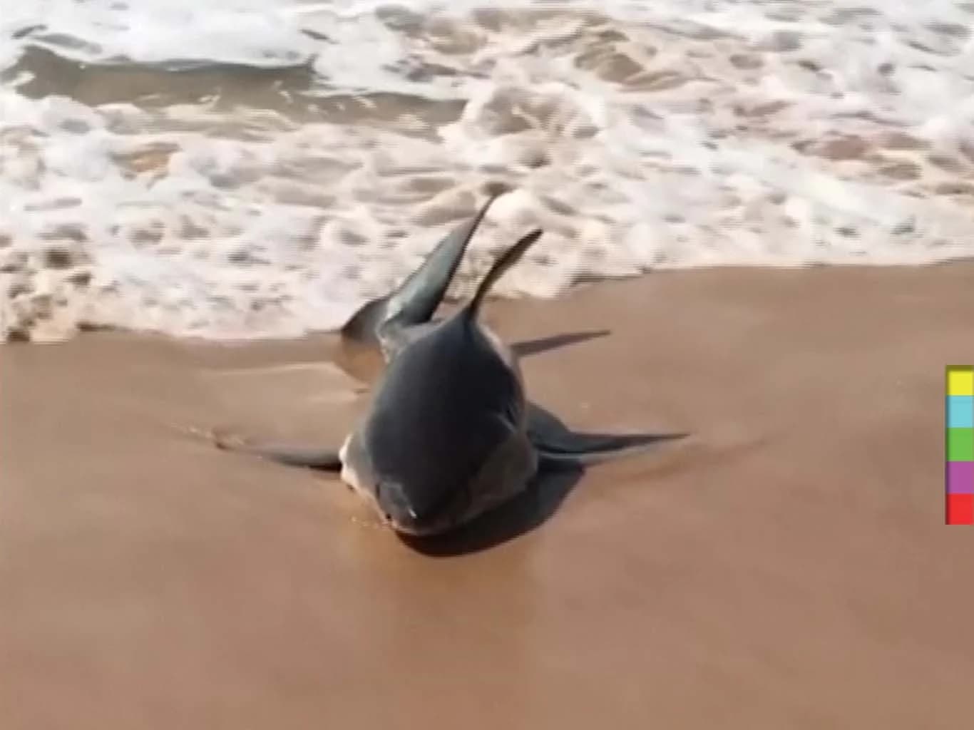 ช่วยลูกฉลามขาวเกยตื้น ชายหาดเมืองดิสนีย์ ออสเตรเลีย