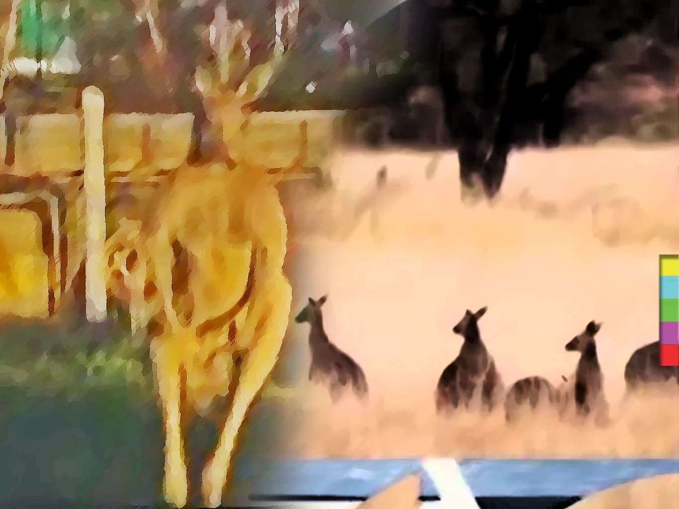 รัฐบาลออสเตรเลียรณรงค์บริโภคจิงโจ้ แก้ประชากรจิงโจ้ล้น