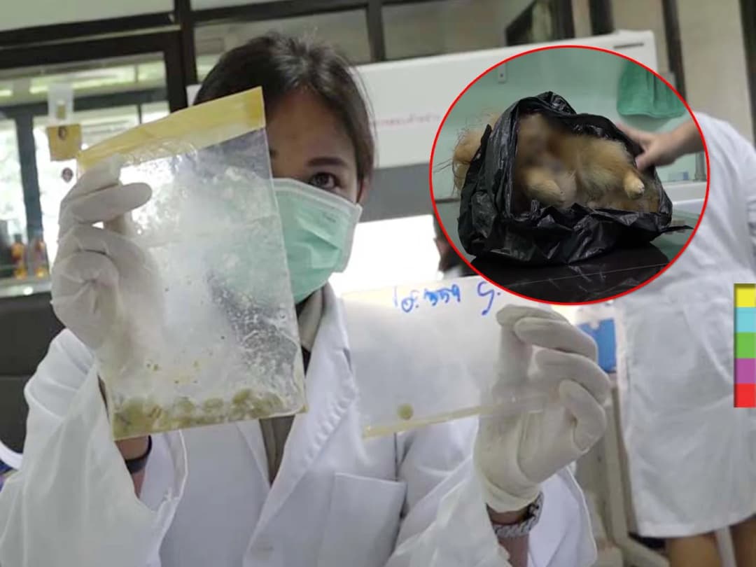 ปศุสัตว์โคราชชี้ ! วางยาฆ่าสุนัข ผิด พ.ร.บ.ทารุณสัตว์ สังคมรับไม่ได้ ยันเอาผิดให้ถึงที่สุด