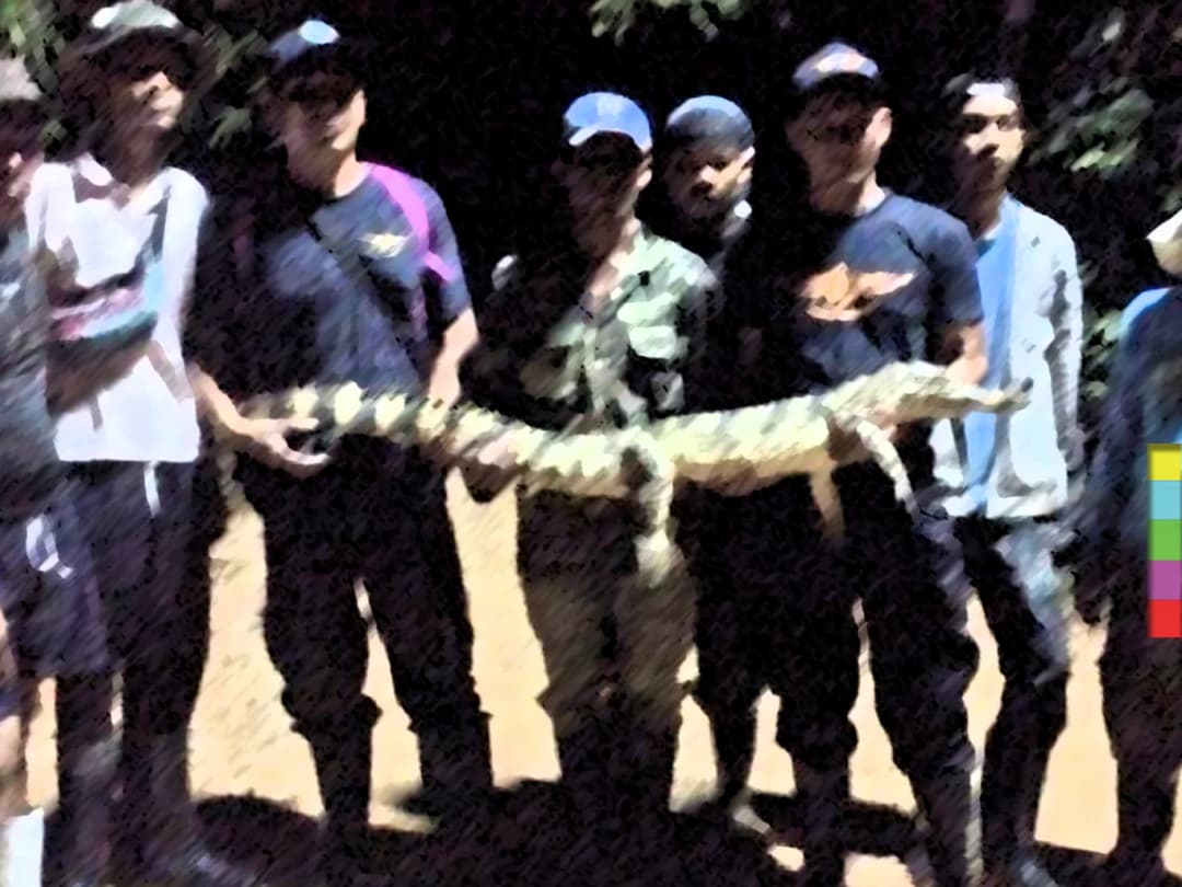 ผงะ ! จระเข้หลุดฟาร์มเลี้ยงสงขลา จับได้แล้ว 26 ตัว คาดเหลืออีก 4 ตัว