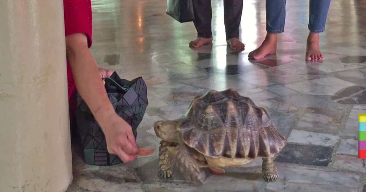 ฮือฮา ! “เต่าถุงเงิน” อายุกว่า 100 ปี สุดเชื่อง ชอบเดินโชว์สำรวจศาลาวัด