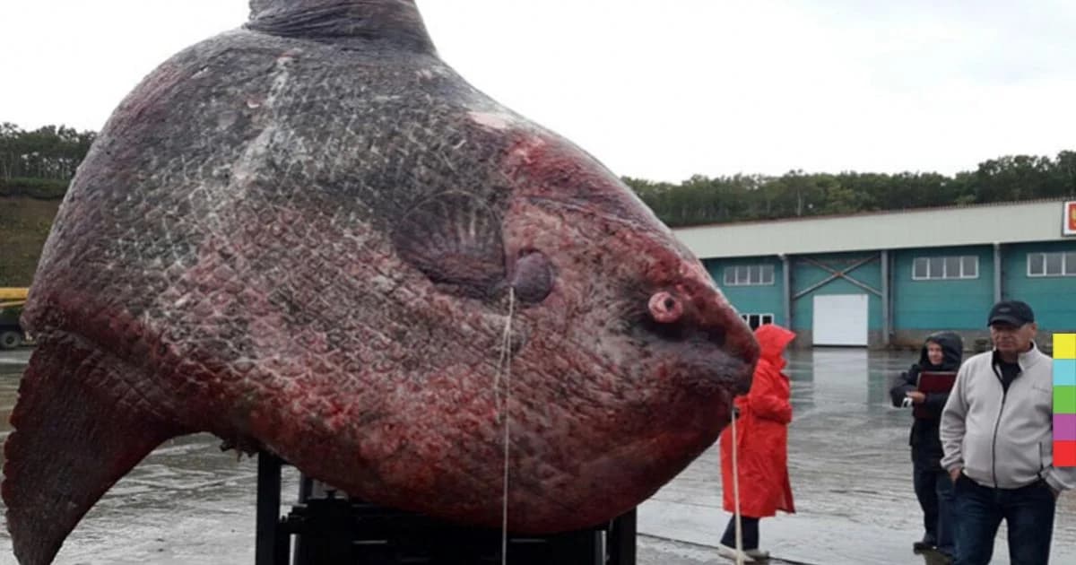 ตะลึง ! ชาวประมงรัสเซียจับปลาประหลาดขนาดยักษ์ได้ ก่อนเป็นอาหารให้ฝูงหมี