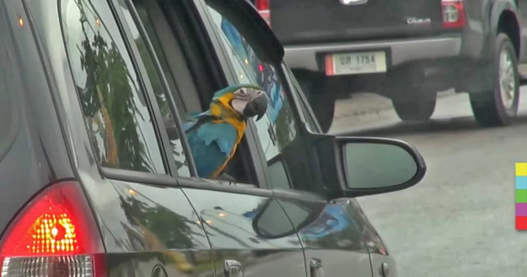 สุดน่ารัก ! ‘นกมาคอว์’ นั่งรถกินลมชมวิว