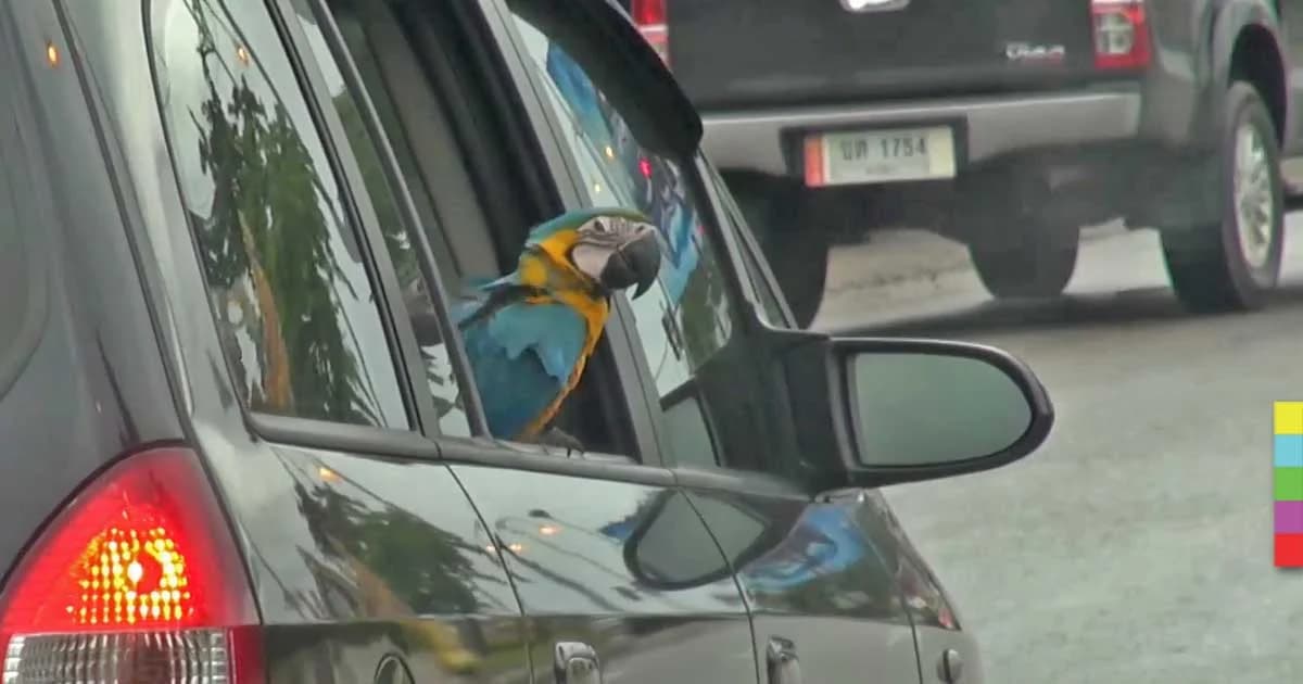 สุดน่ารัก ! ‘นกมาคอว์’ นั่งรถกินลมชมวิว