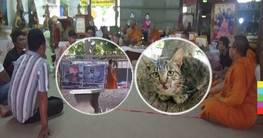 คืบหน้า ! พระรับตีแมวเพราะโมโห ขณะเพจดังสวน วัดอย่าป้องคนผิด