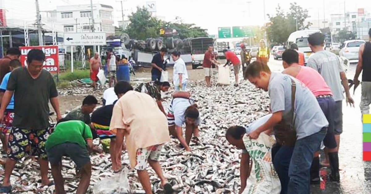 กระบะถูกรถพ่วงชนท้าย ! ชาวบ้านเเห่เก็บ ‘ปลา 3 ตัน’ กระจายเกลื่อนถนน