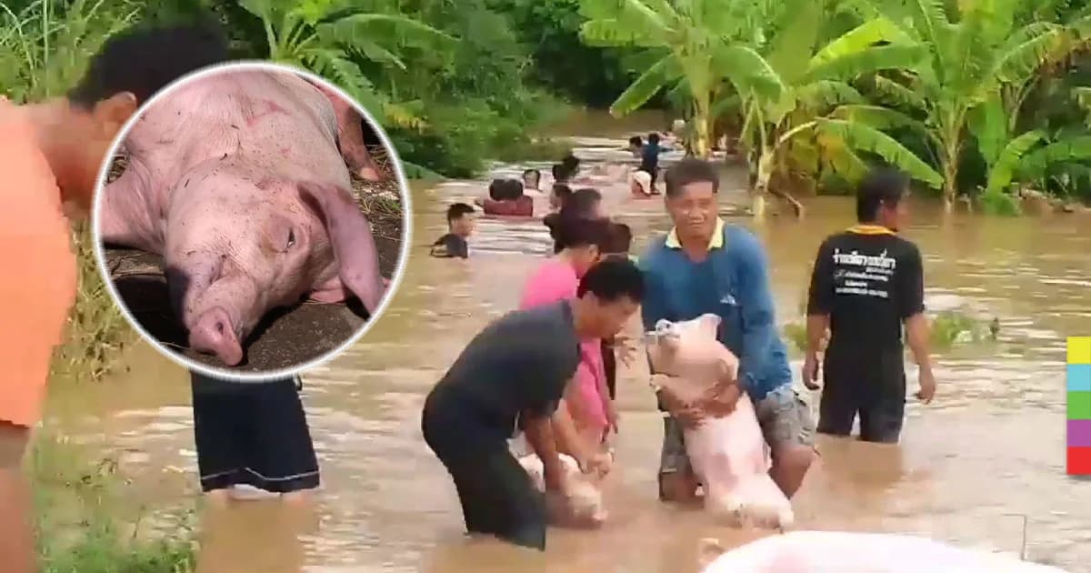 สุดสงสาร ! พนังกั้นน้ำวังทองแตก ไหลท่วมฟาร์มหมู น็อกน้ำ-ตายเป็นเบือ