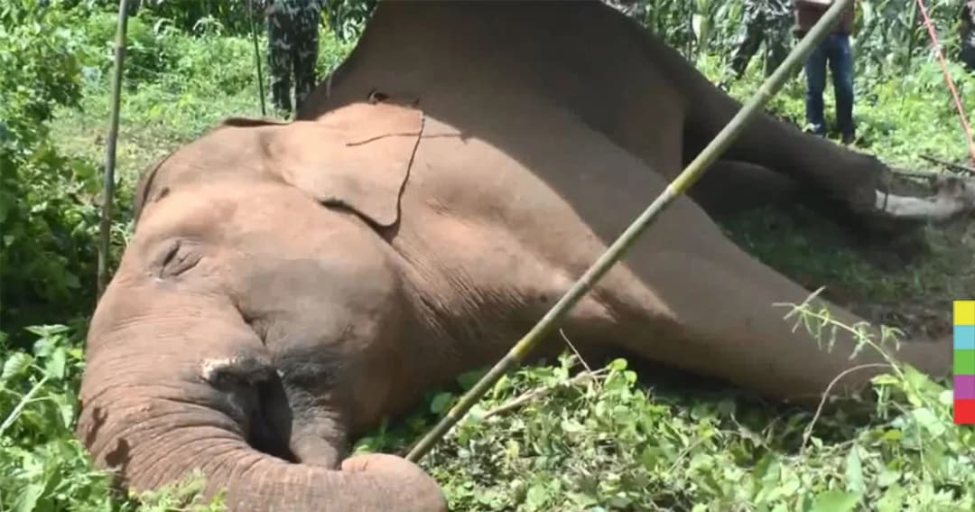 สลด ! ‘ช้างป่า’ ถูกลวดไฟฟ้าล้อมไร่ข้าวโพด ช็อตตาย ที่กาญจนบุรี