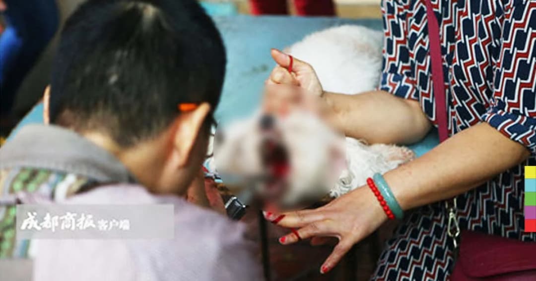 เปิดคลิป ! หมอเถื่อนเปิดร้านข้างถนนตัดเส้นเสียงสุนัข เจ้าของหวังเสียงเห่าเบาลง