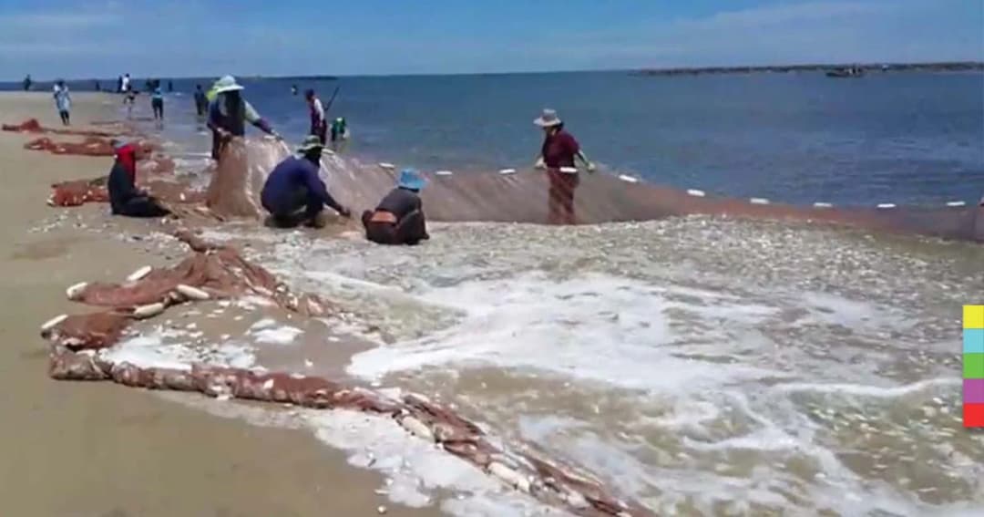 ปรากฏการณ์ “น้ำเบียด” หาดเจ้าสำราญ ปลาน็อกน้ำตายเกลื่อน ชาวบ้านแห่เก็บคึกคัก