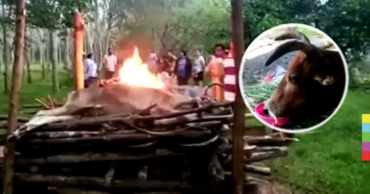 สุดเวทนา ! เผาทั้งกลม ‘อีแดง’ แม่วัว ชาวบ้านรุมสาปแช่งคนใจบาป ตัดหูวัวขาดสองข้าง