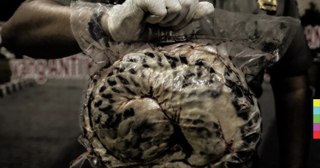 ตัวนิ่ม สัตว์ที่ถูกล่าอย่างผิดกฏหมายมากเป็นอันดับต้นๆ ของโลก