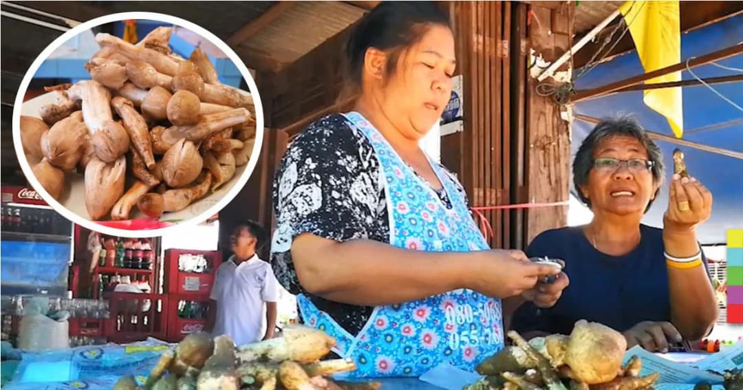 เห็ดโคนพรานกระต่าย กก.ละ 450 บาท เเม้ราคาสูง เเต่ก็ขายกระฉูด หนึ่งปีมีให้ทานหนเดียว