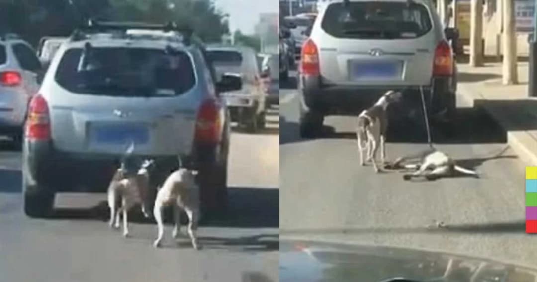 อีกแล้ว ! เมืองจีนลากหมา เจ้าของอ้างฝึกเอาไปแข่ง