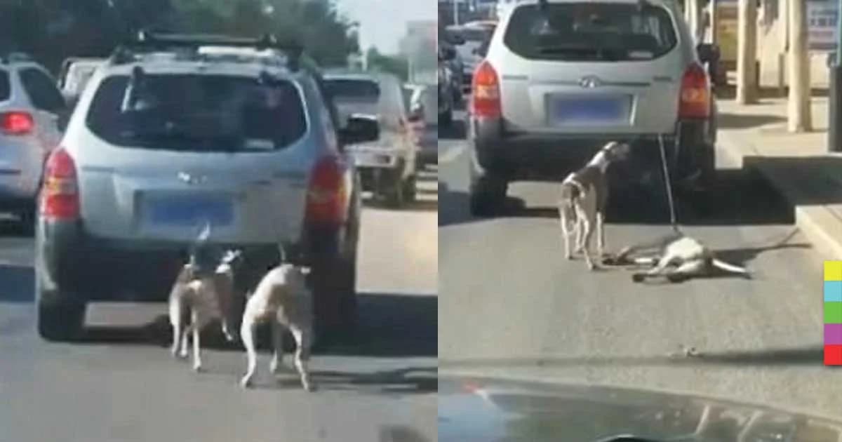 อีกแล้ว ! เมืองจีนลากหมา เจ้าของอ้างฝึกเอาไปแข่ง