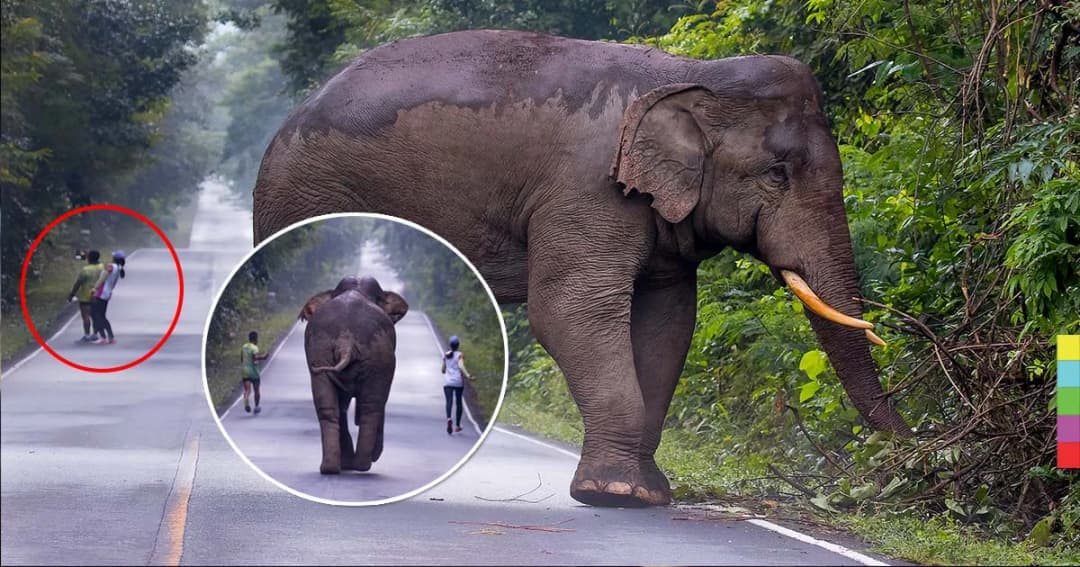 เกือบไม่รอด ! 2 นักวิ่งชะล่าใจ ถูกช้างป่าเขาใหญ่ไล่ตาม ขณะยกกล้องถ่ายเซลฟี่