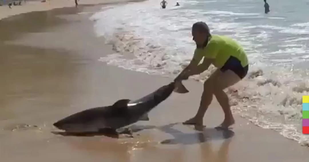 ฮีโร่ใจเด็ด ! หนุ่มออสซี่ช่วยฉลามเกยตื้นอย่างทรมาน กลับลงสู่ทะเล