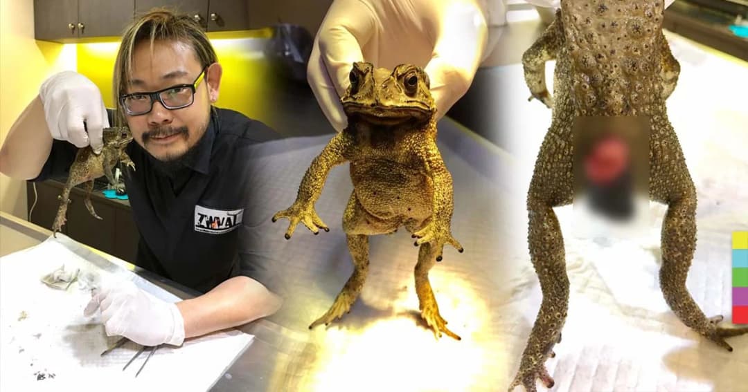 ชาวเน็ตชื่นชม ! สัตวแพทย์หนุ่มใจดีช่วยรักษา “คางคก” พุงแตก-ลำไส้ทะลัก