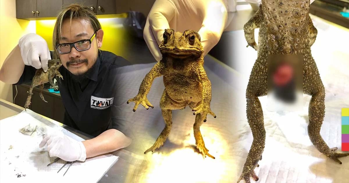 ชาวเน็ตชื่นชม ! สัตวแพทย์หนุ่มใจดีช่วยรักษา “คางคก” พุงแตก-ลำไส้ทะลัก