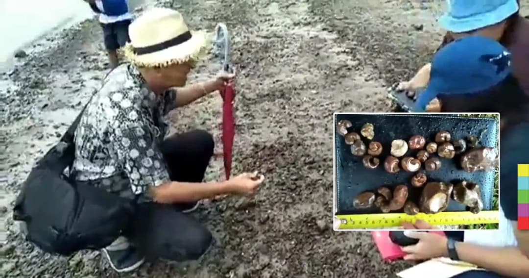 นักธรณีวิทยาฯ สำรวจซากฟอสซิลหอย เมืองกระบี่ เชื่ออายุราว 40 ล้านปี