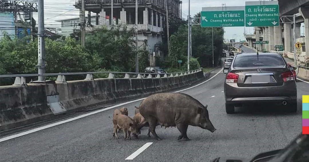 คืบหน้า ! หมูป่าวิ่งขึ้นทางด่วน พบครอบครัวหมูป่าใต้ทางด่วนกว่า 70 ตัว จนท.จับได้เเล้ว 15 ตัว