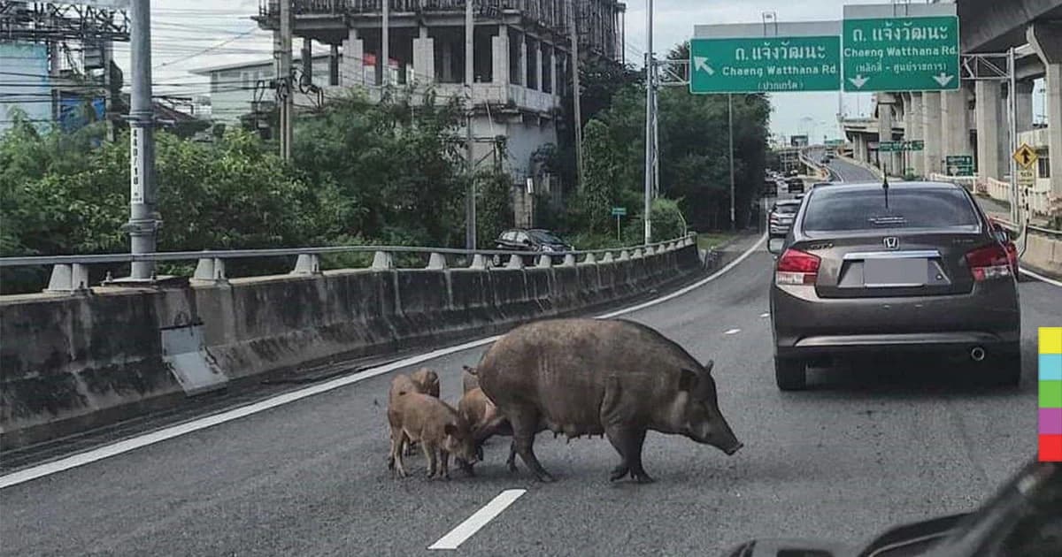 คืบหน้า ! หมูป่าวิ่งขึ้นทางด่วน พบครอบครัวหมูป่าใต้ทางด่วนกว่า 70 ตัว จนท.จับได้เเล้ว 15 ตัว