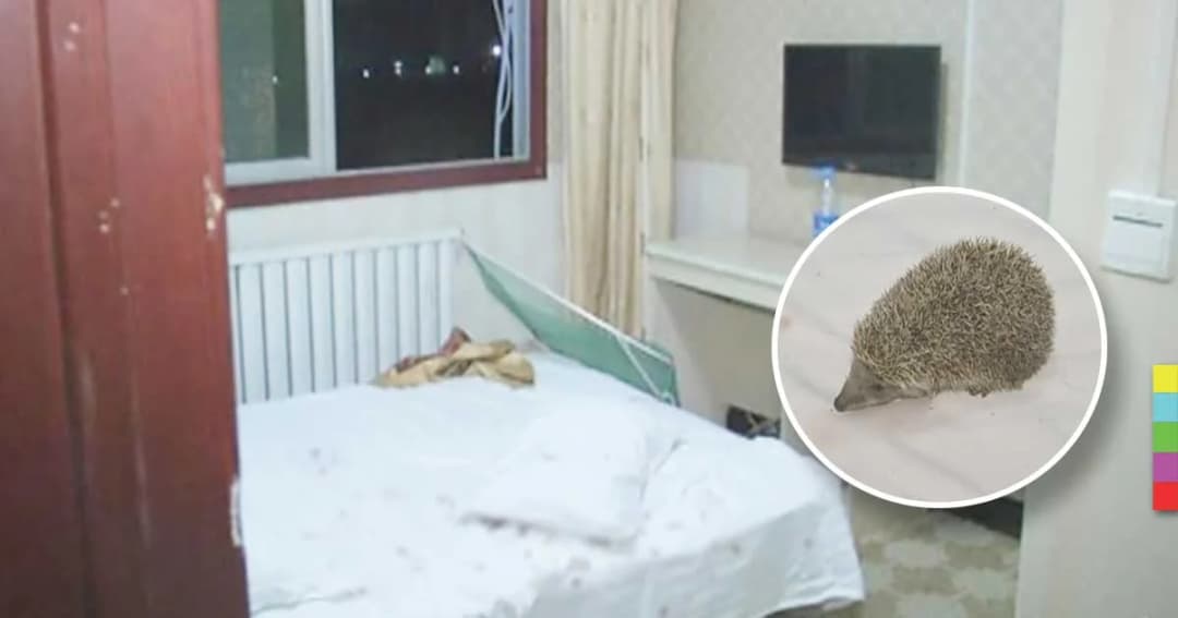 ร้องเสียงหลง ! หญิงชาวจีนนั่งทับ “เม่น” อย่างจัง ไม่รู้มาอยู่บนเตียงได้ไง ?