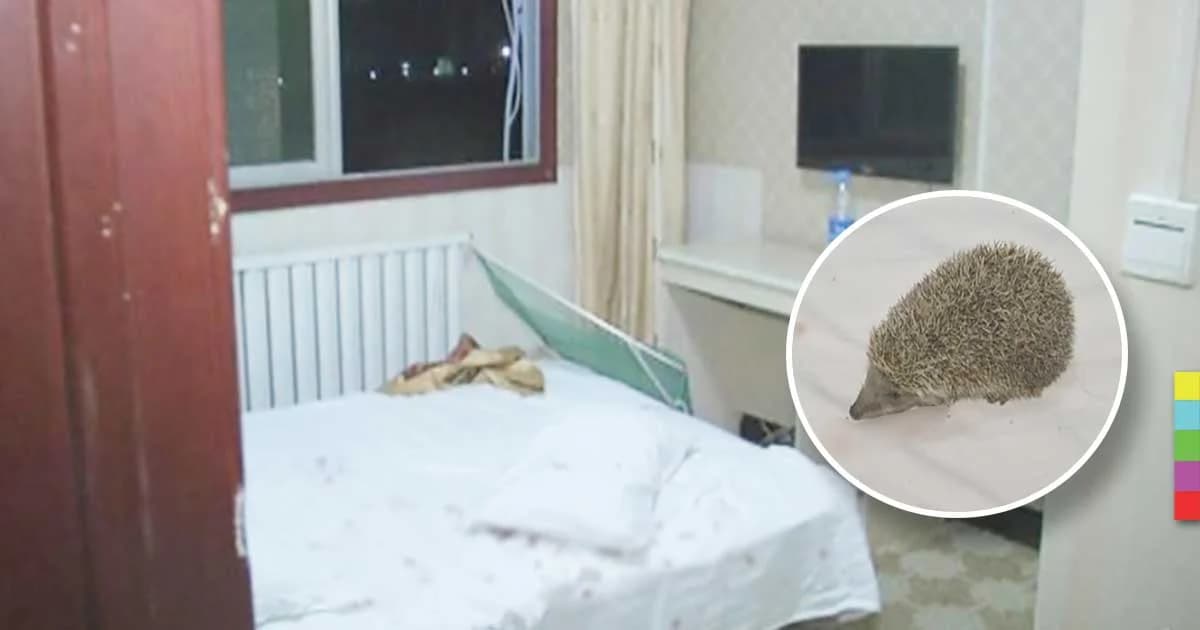 ร้องเสียงหลง ! หญิงชาวจีนนั่งทับ “เม่น” อย่างจัง ไม่รู้มาอยู่บนเตียงได้ไง ?