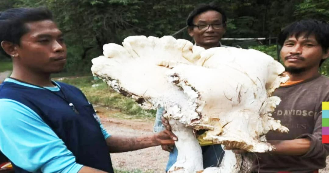 ฮือฮา ! พบ ‘เห็ดยักษ์’ ขนาดมหึมา ชาวบ้านเผย เป็นเห็ดตีนช้าง เเต่ใหญ่กว่าที่เคยเห็น