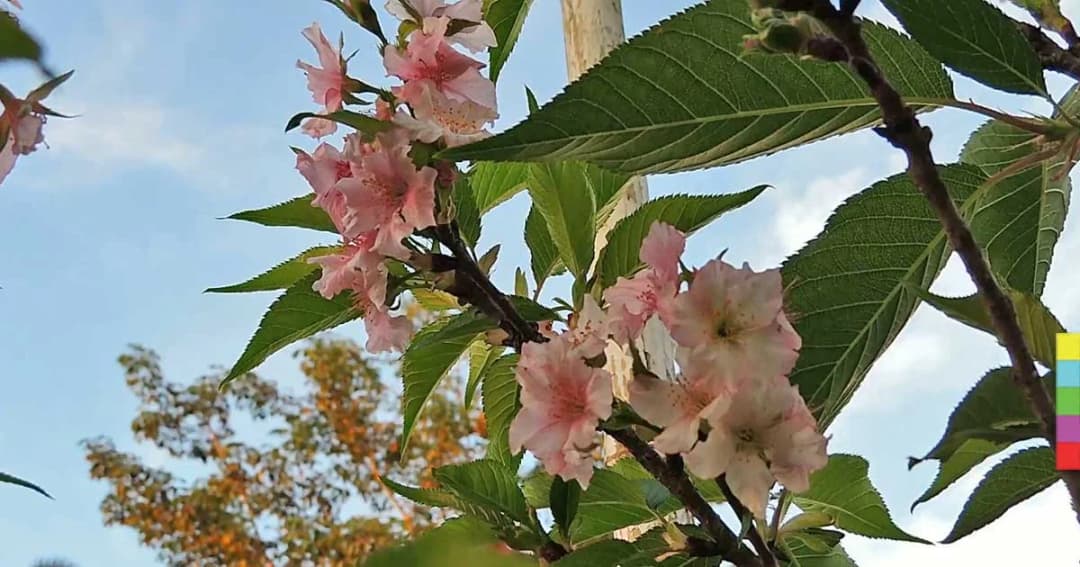 ไม่ต้องไปไกลถึงญี่ปุ่น ! ดอกซากุระบานแล้วที่เชียงราย