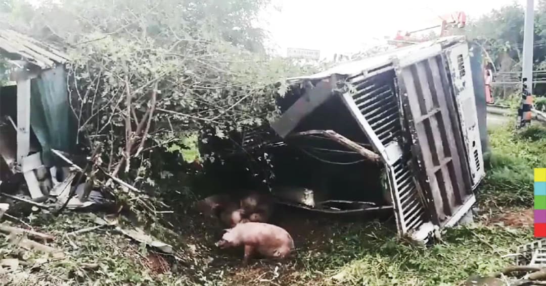 รถบรรทุกหมูเต็มคันรถ เสียหลักพลิกคว่ำข้างทาง หมูตาย 16 ตัว