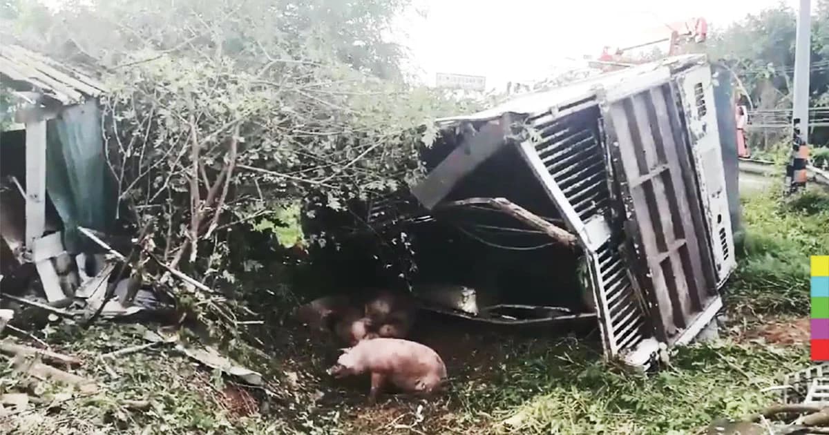 รถบรรทุกหมูเต็มคันรถ เสียหลักพลิกคว่ำข้างทาง หมูตาย 16 ตัว