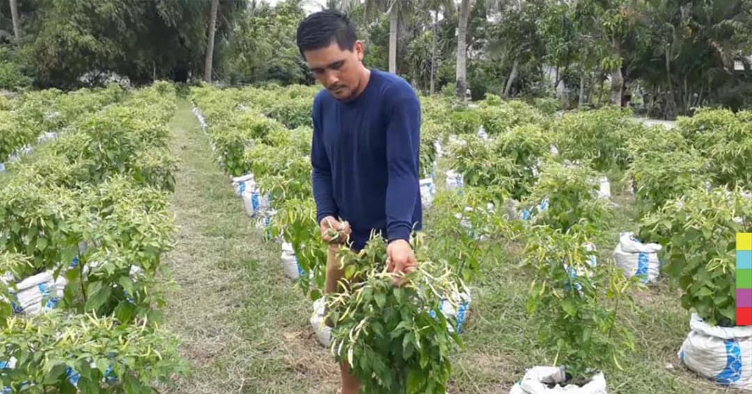 รับมือหน้าฝน เกษตรกรหันปลูกพริกในกระสอบ ลูกดก-ให้ผลผลิตต่อเนื่อง