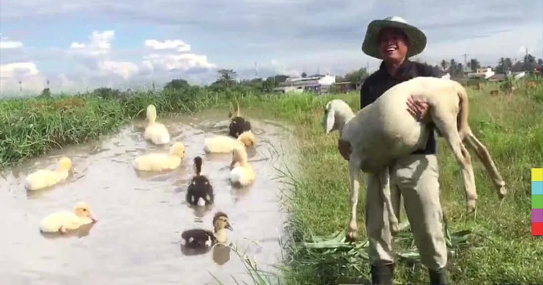 ชื่นชม ! ตำรวจสะเดาตามรอยพระราชา พลิกดินรกร้างทำการเกษตร