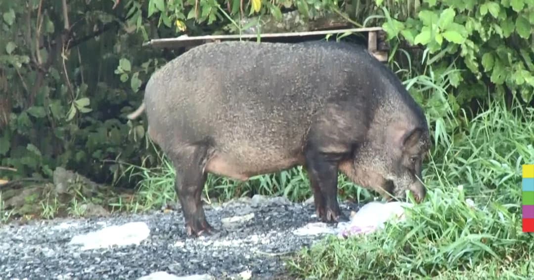 จนท.มอบหมูป่าใต้ทางด่วน ให้เกษตรกรนำไปเลี้ยงขยายพันธุ์