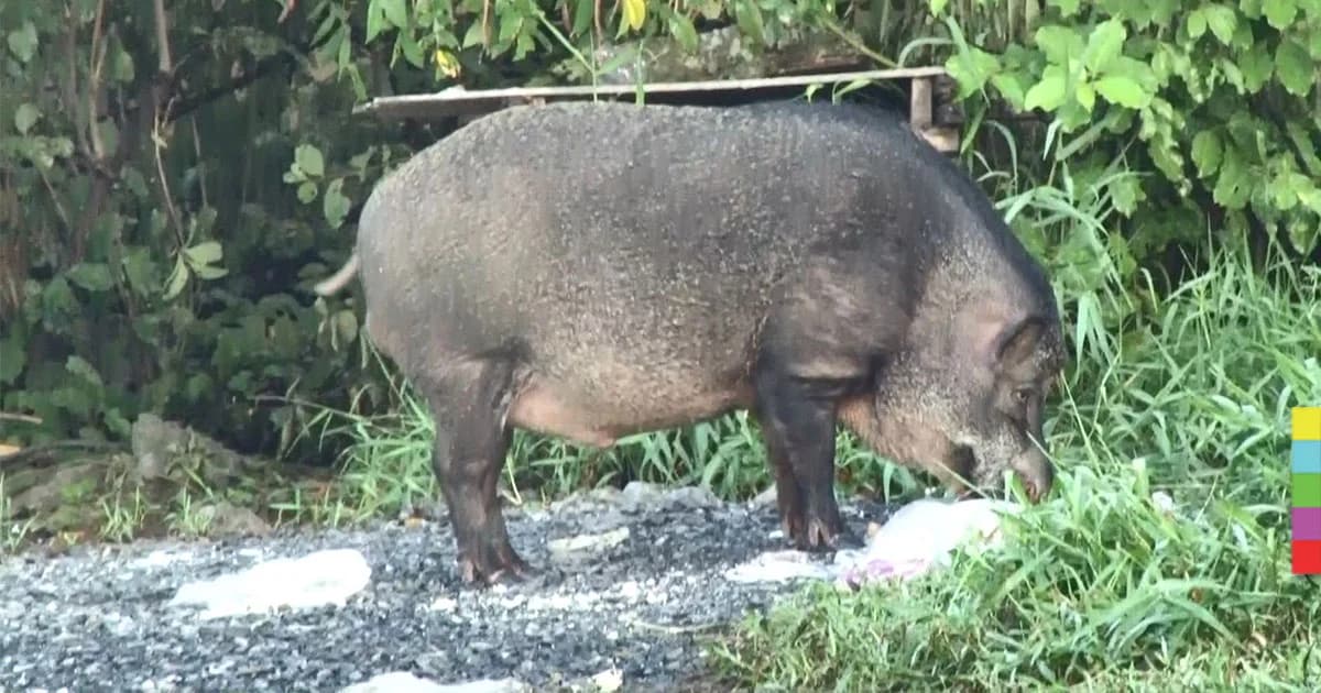 จนท.มอบหมูป่าใต้ทางด่วน ให้เกษตรกรนำไปเลี้ยงขยายพันธุ์