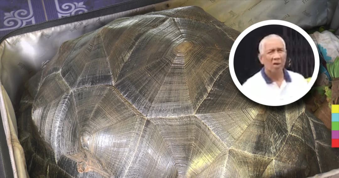 หนุ่มใหญ่มาเลเซีย ซิ่งเก๋งแหกด่าน ก่อนถูกรวบ พบลักลอบขนเต่าซูลคาต้า เข้าไทย