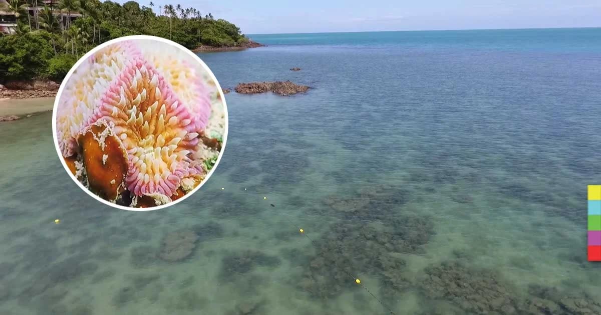 ปะการังอ่าวไทยวิกฤติ ! เร่งปลูกปะการังคืนสมดุลใต้ทะเล