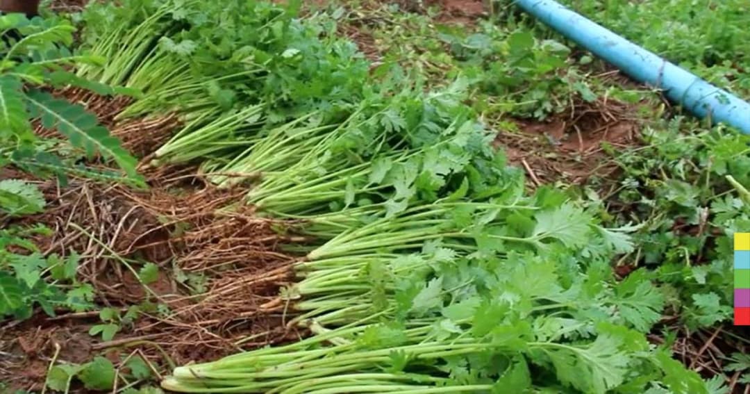 เกษตรกรเฮ ! ราคาผักชีพุ่งสูง กก. ละ 200 บาท ปีทองทั้งคนทำสวนและแรงงาน