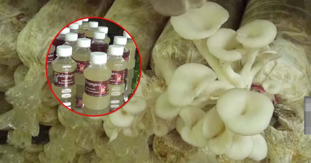 ต่อยอดธุรกิจ ! กลุ่มเพาะเห็ดบ้านท่าช้าง ผลิตน้ำเห็ดหูหนูขาวพร้อมดื่ม สร้างรายได้